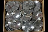 Lot: Oval Dishes With Goniatite Fossils - Pieces #119404-1